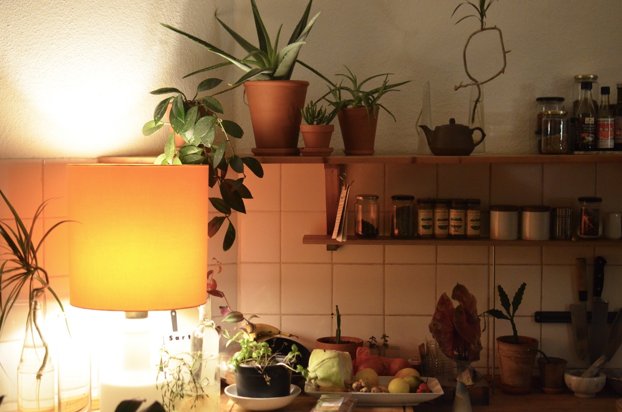 Les règles pour bien décorer son appartement avec des plantes